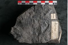 Foto (Detailansicht) von Asplenium hochstetteri Unger (NHMW-GEO-2024-0188-10302)